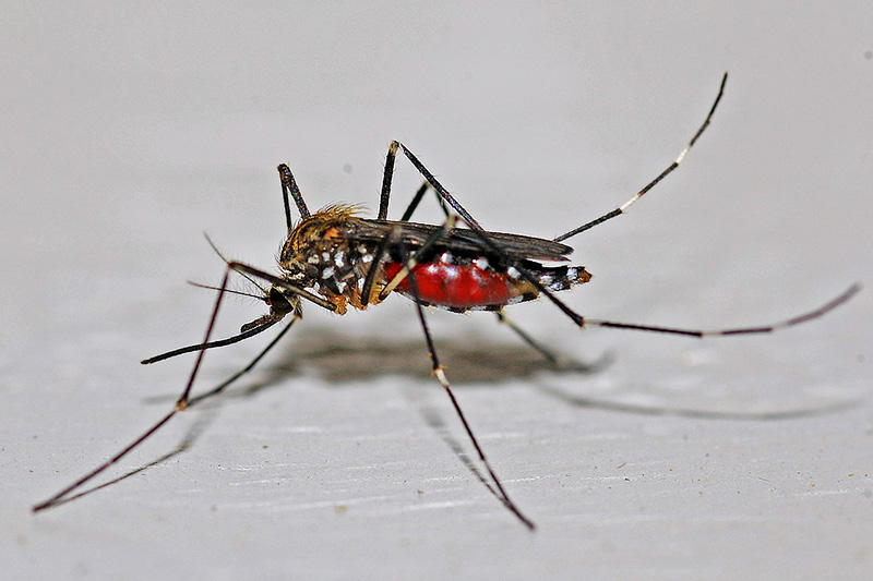 Billede af myg